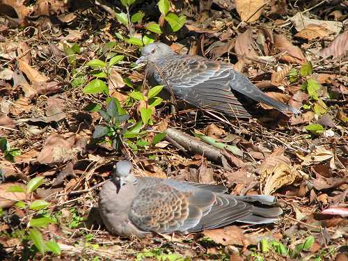 葛西臨海公園・・・オナガガモ、キジバト、イソギク_d0088184_23512384.jpg