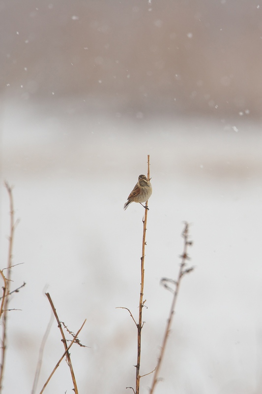 雪と鳥・第２弾_b0065997_21285295.jpg