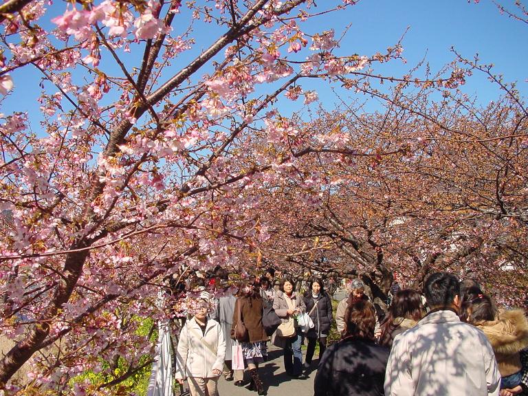 早春の桜_c0158398_23471119.jpg