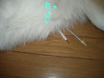 f0051701_2348401.jpg