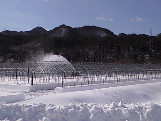 久しぶりの晴れ_d0099708_1143066.jpg