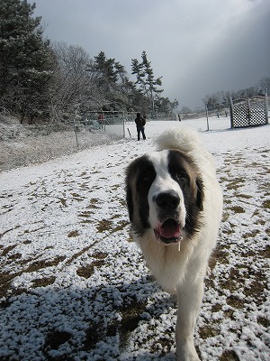 また雪～_c0075429_22194823.jpg