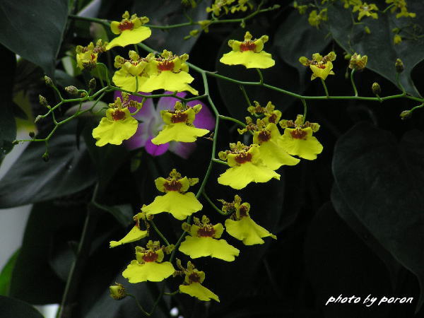 宇治市植物公園の温室の紹介です。_c0137342_940451.jpg