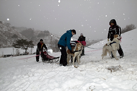 韓国で開かれた犬ゾリ大会_e0049842_17105524.jpg