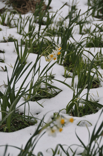 c0093046_64741100.gif