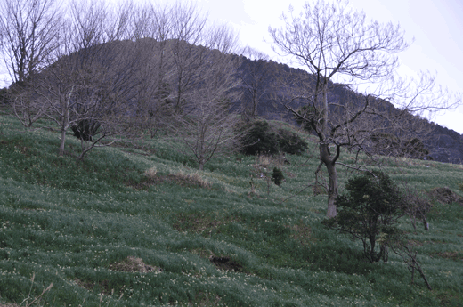 c0093046_648218.gif