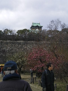 大阪城公園の梅_c0118352_0255766.jpg