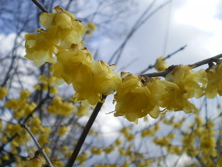 c0118352_1461492.jpg