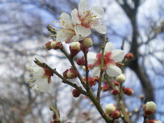 大阪城公園の梅_c0118352_1525937.jpg