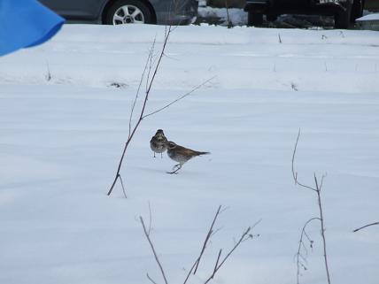 ロータリー除雪車_f0103062_15322762.jpg