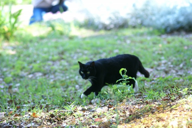 いつかみた猫。　－ここは俺の庭だ！_d0141365_2018128.jpg