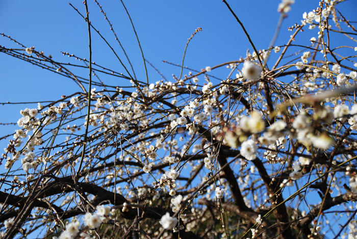 続・朝の梅林公園_c0120376_21234788.jpg