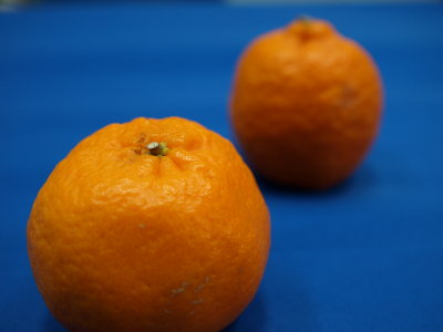 d0050693_1658016.jpg