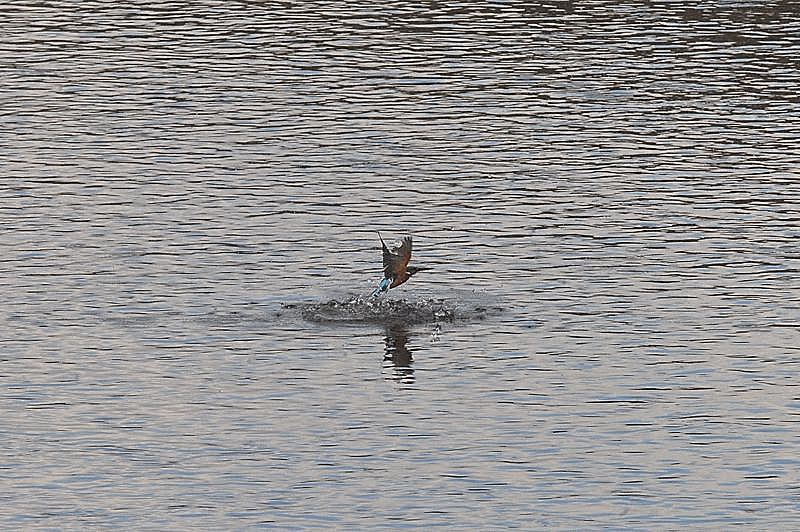 雄カワ今日も災難です_b0024798_926381.jpg