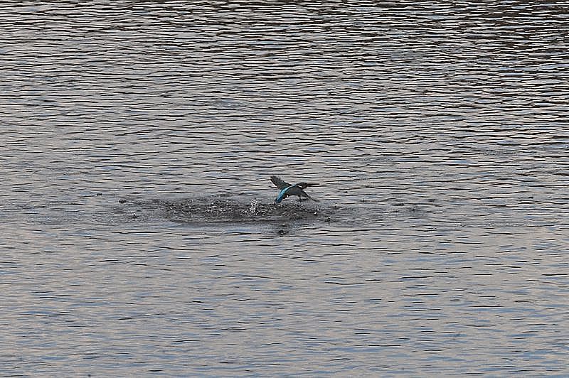 雄カワ今日も災難です_b0024798_9265444.jpg