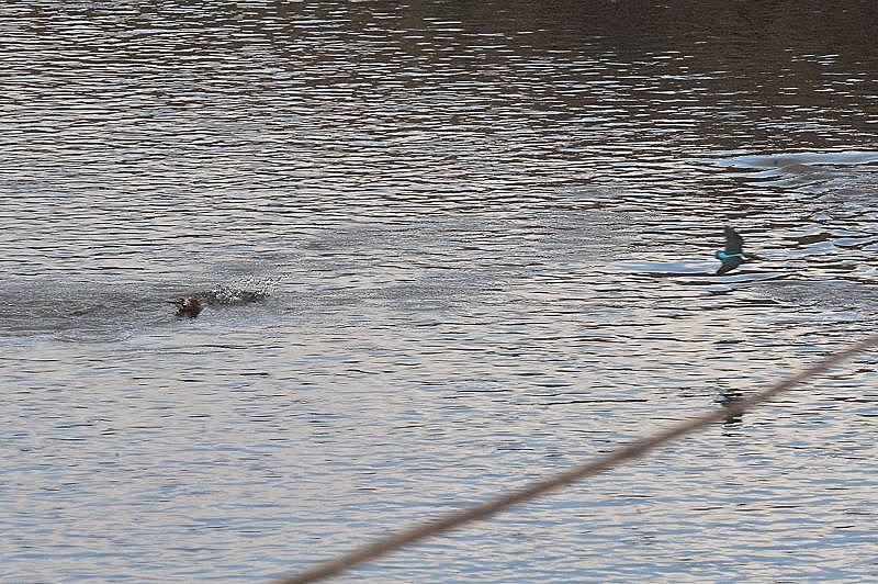 雄カワ今日も災難です_b0024798_9274372.jpg