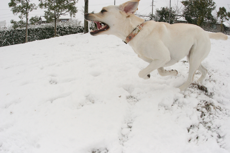 雪だるまの大行進は続く_c0089005_10523786.jpg