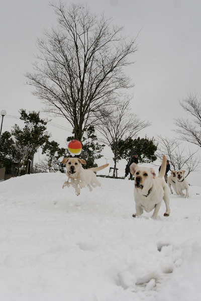 雪だるまの大行進は続く_c0089005_10541250.jpg