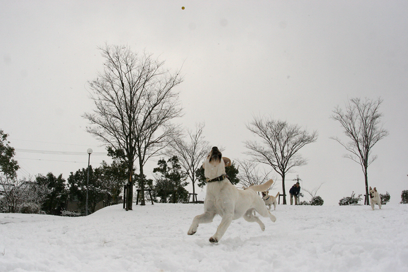 雪だるまの大行進は続く_c0089005_10575820.jpg