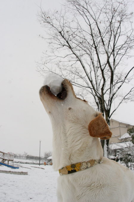 雪だるまの大行進は続く_c0089005_1452666.jpg