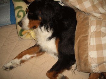 c0143711_152551.gif