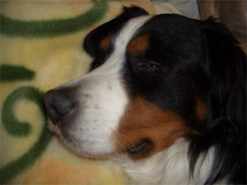 c0143711_1531246.gif