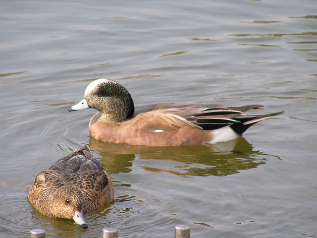 水鳥とコゲラ_a0037019_9313013.jpg