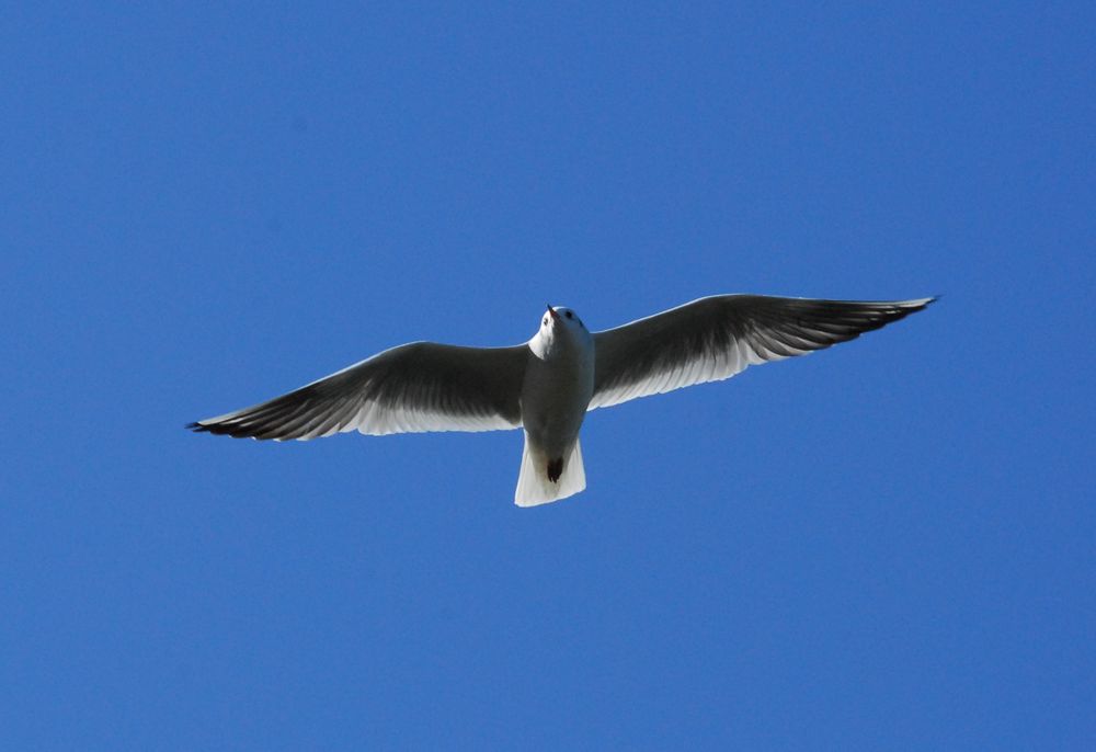 飛ぶ鳥を撮る ユリカモメはどうかな 私のデジタル写真眼