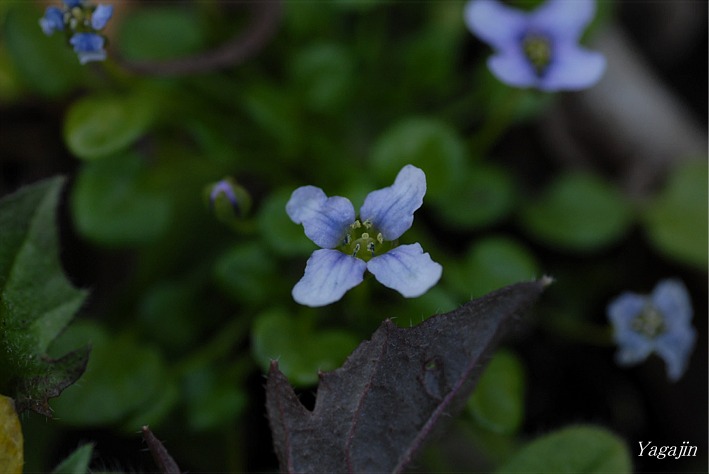 f0136821_79770.jpg
