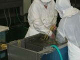 野沢菜の異物除去_e0137729_8383561.jpg