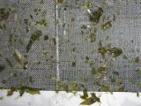 野沢菜の異物除去_e0137729_8385552.jpg