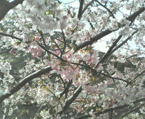 河津桜☆_c0149633_2040567.jpg