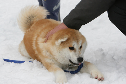 若犬は　駆けて覚える　我ありと_b0031538_22544236.jpg