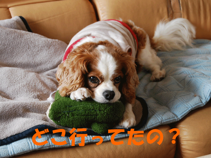 c0136838_17404998.gif
