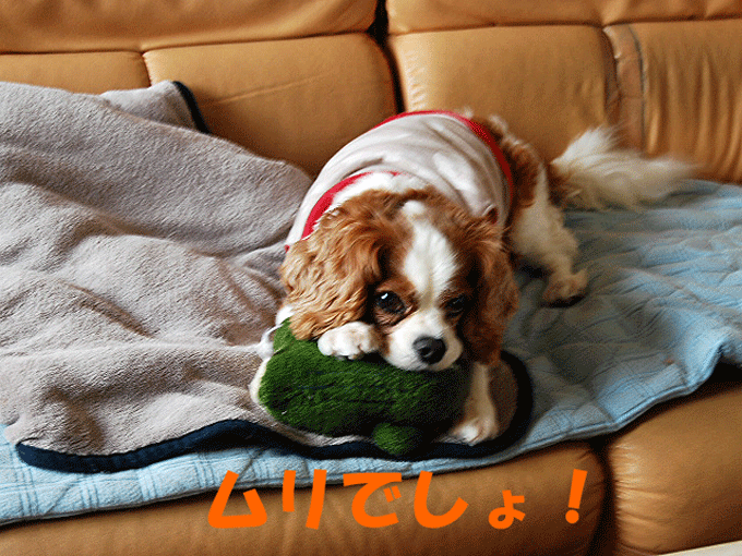 c0136838_1742010.gif