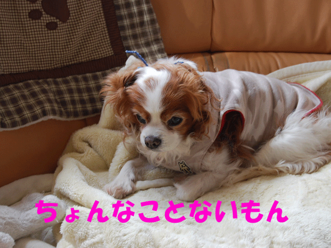 c0136838_17585618.gif