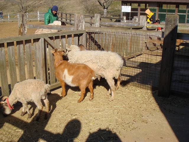 成田ゆめ牧場でいちご狩り＆牧場満喫_a0046339_15212632.jpg