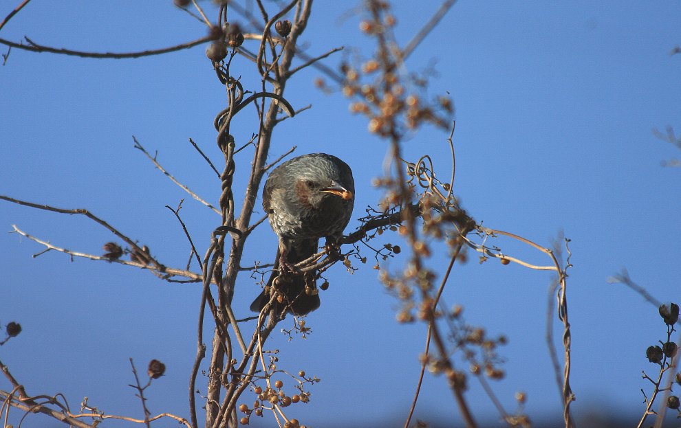 ピラカンサと野鳥_e0077041_21413428.jpg