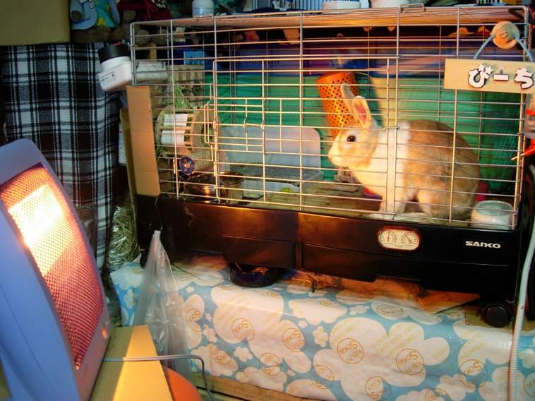 うさぎは寒さに弱いのか びーち はうす うさぎは寒さに弱いのか びーち はうす