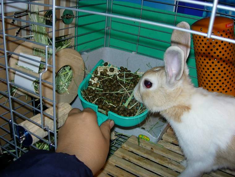 うさぎは寒さに弱いのか びーち はうす うさぎは寒さに弱いのか びーち はうす