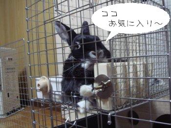 ロフトについて うさぎ生活 ロフトについて うさぎ生活