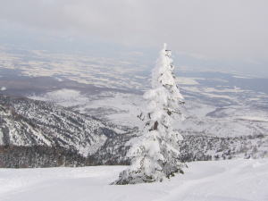 e0070606_835662.jpg