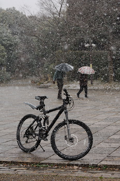 街角ニャンコ・瞬間雪国景色_f0032011_19513714.jpg