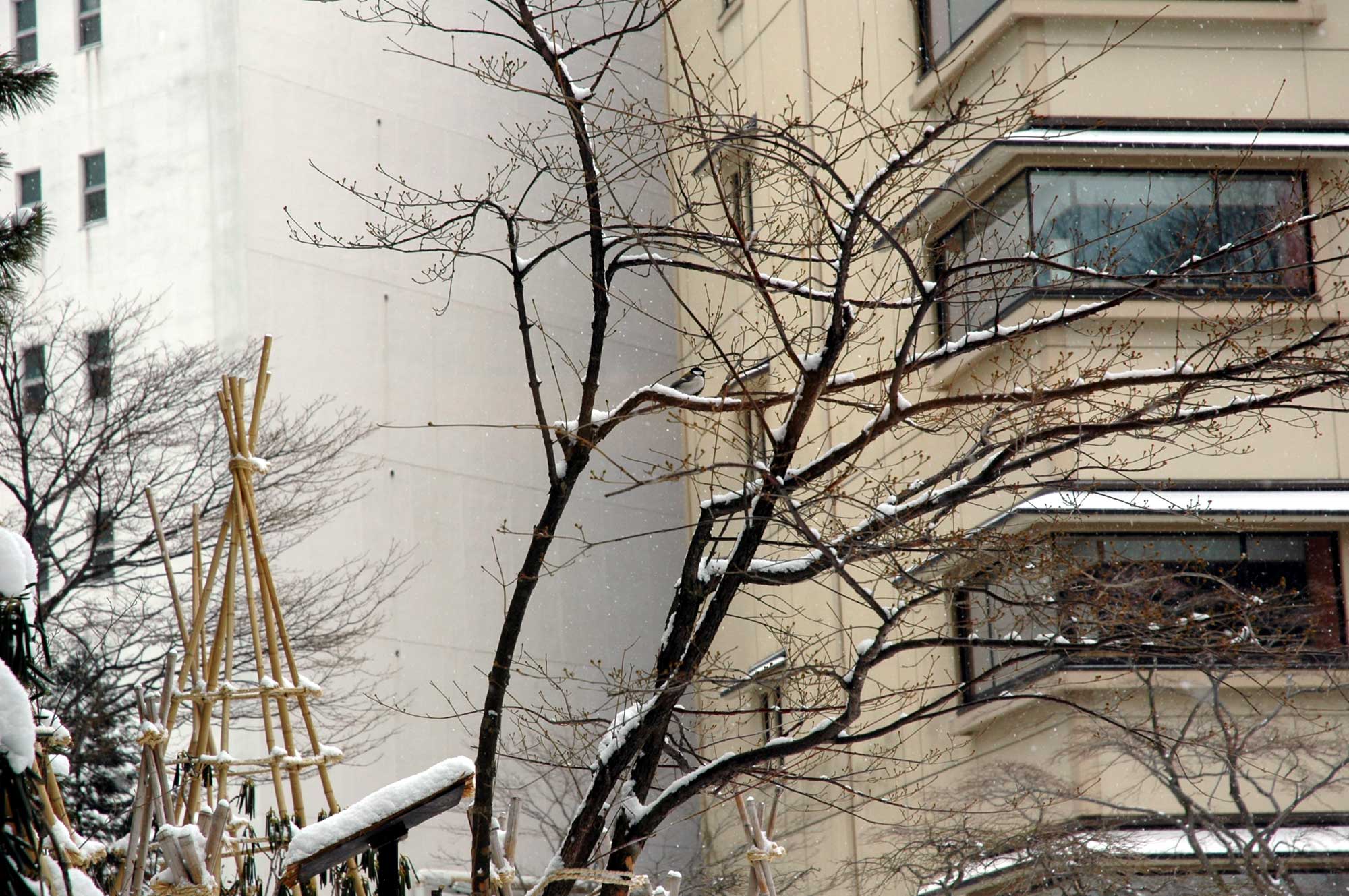 野鳥が遊びに来ます♪　雪景色の中庭の様子(^^♪_e0037129_19574632.jpg