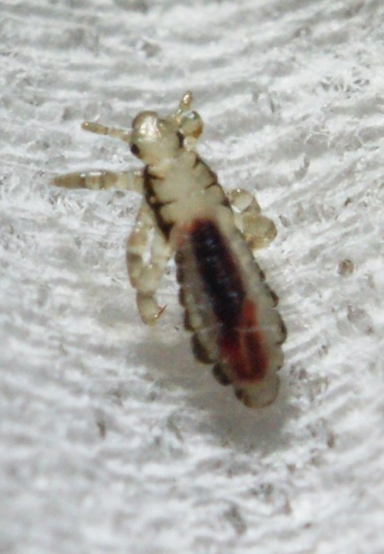 Body Louse アタマジラミがやってきた イヤイヤイヤ Complex Cat