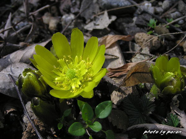 京都府立植物園・植物生態園へ行ってみました（２月下旬）。_c0137342_8335358.jpg