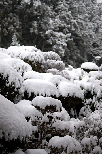 温泉と旅館と雪と：　長野・別所温泉　2008年2月_d0008146_16273543.jpg