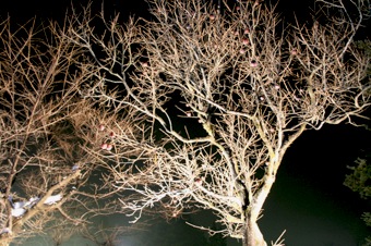 b0025850_1495214.jpg
