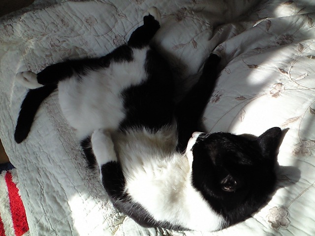 ねこ♪_c0075155_18851.jpg