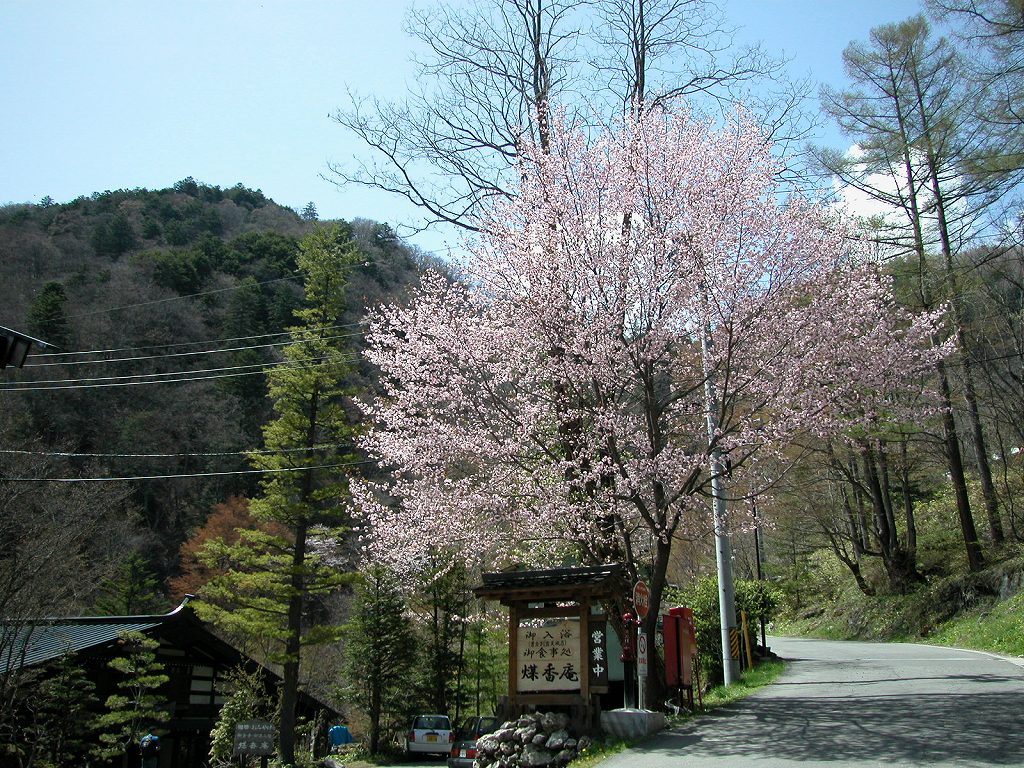 白骨温泉　桜_d0148771_13283256.jpg